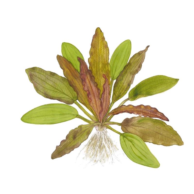 Planta acvariu Echinodorus Red Diamond Stoffels - imagine 5